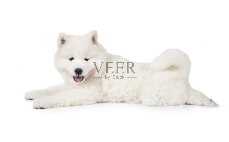 白色背景萨摩耶幼犬照片摄影图片