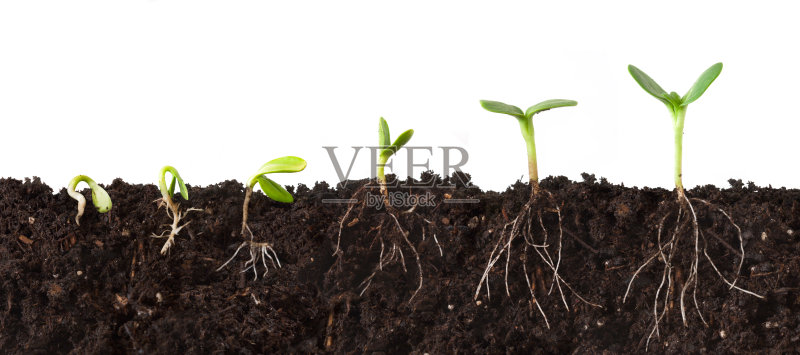 植物序列切面与根正版图片素材