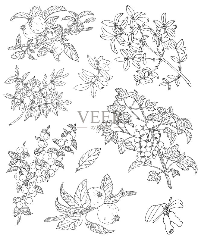 设计集与浆果的剪影正版插画素材