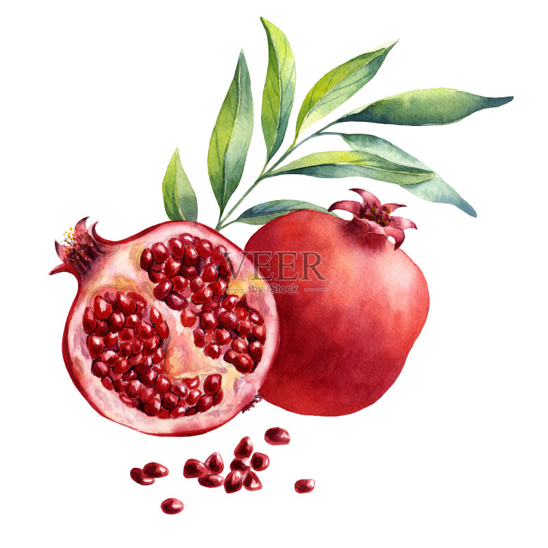 水彩水果石榴在白色的背景正版插画素材