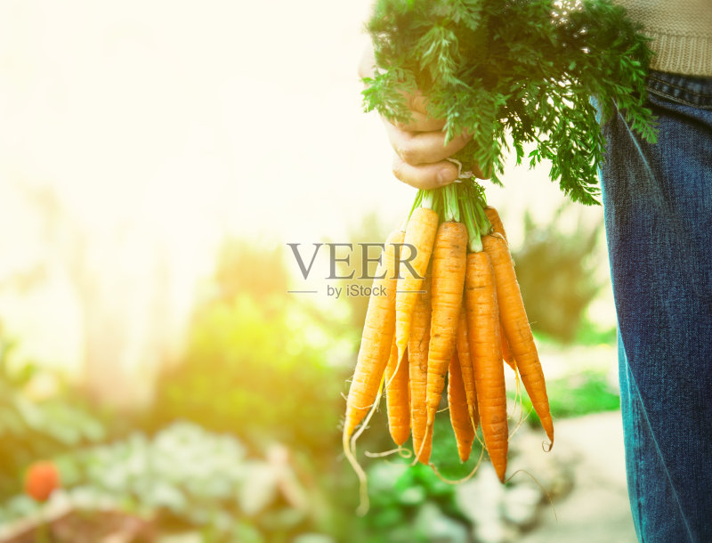 新鲜的胡萝卜正版图片素材