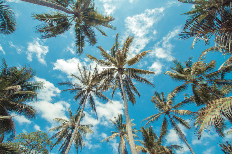 热带的手掌。正版图片素材