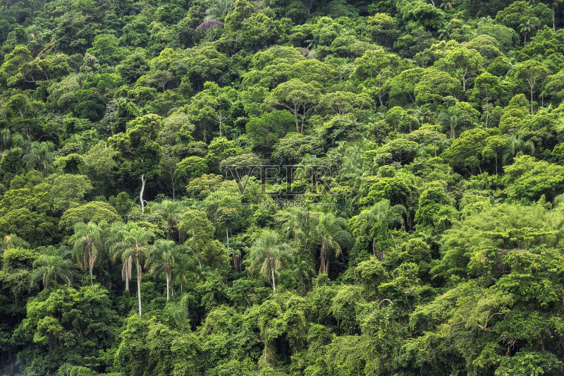 巴西茂密的热带雨林正版图片素材
