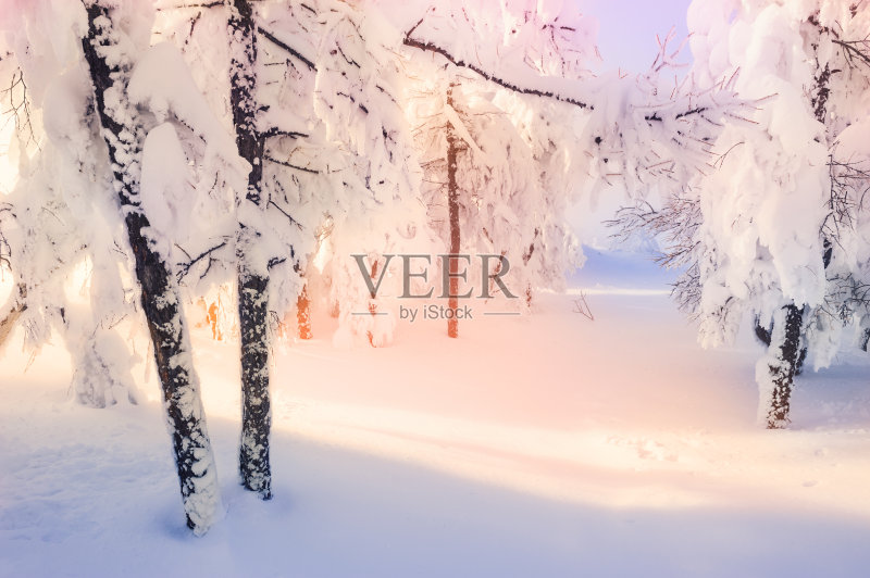 日落时分,冬日森林里白雪覆盖的树木。正版图片素材