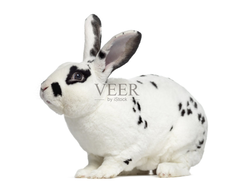 侧面的方格兔孤立在白色正版图片素材