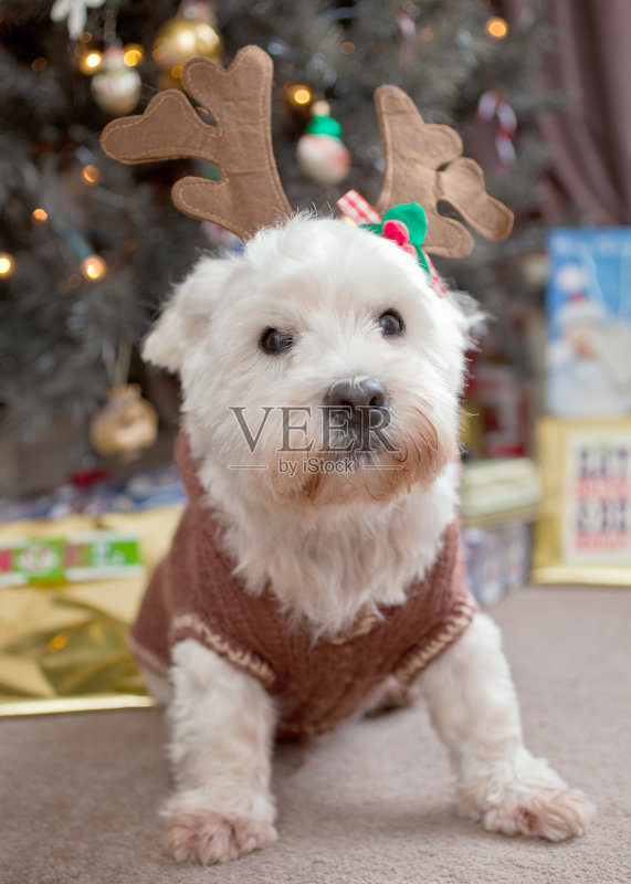 狗在圣诞节正版图片素材