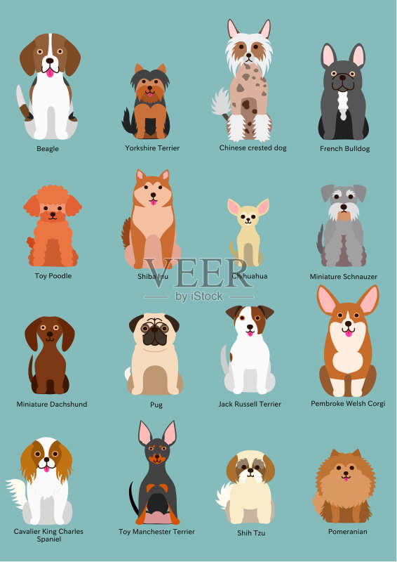小型犬种正版插画素材