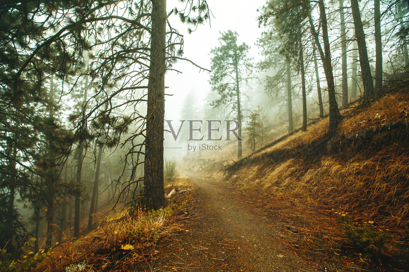 潮湿和露水正版图片素材