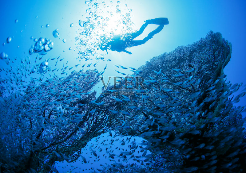 珊瑚旁的潜水员正版图片素材