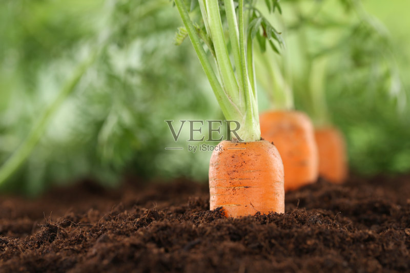 在菜园里吃健康的胡萝卜正版图片素材
