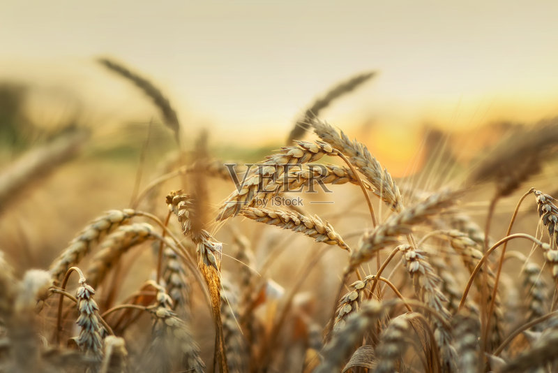 清晨阳光下的小麦正版图片素材