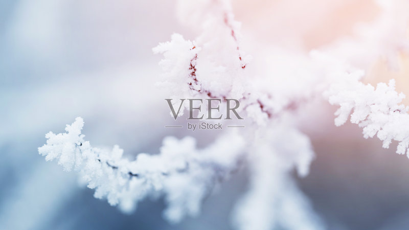 树枝上结了霜正版图片素材