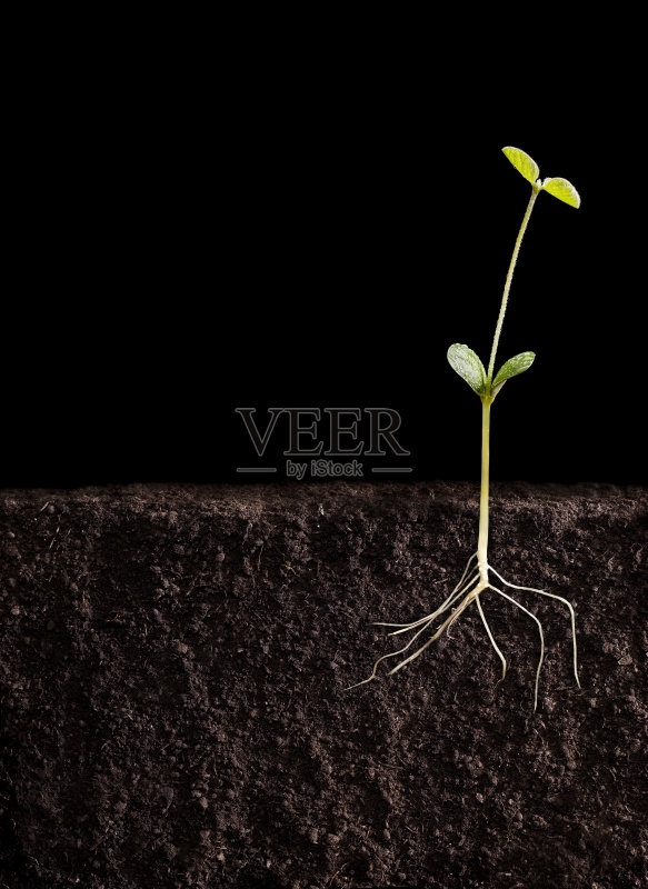 布罗特·索贾正版图片素材