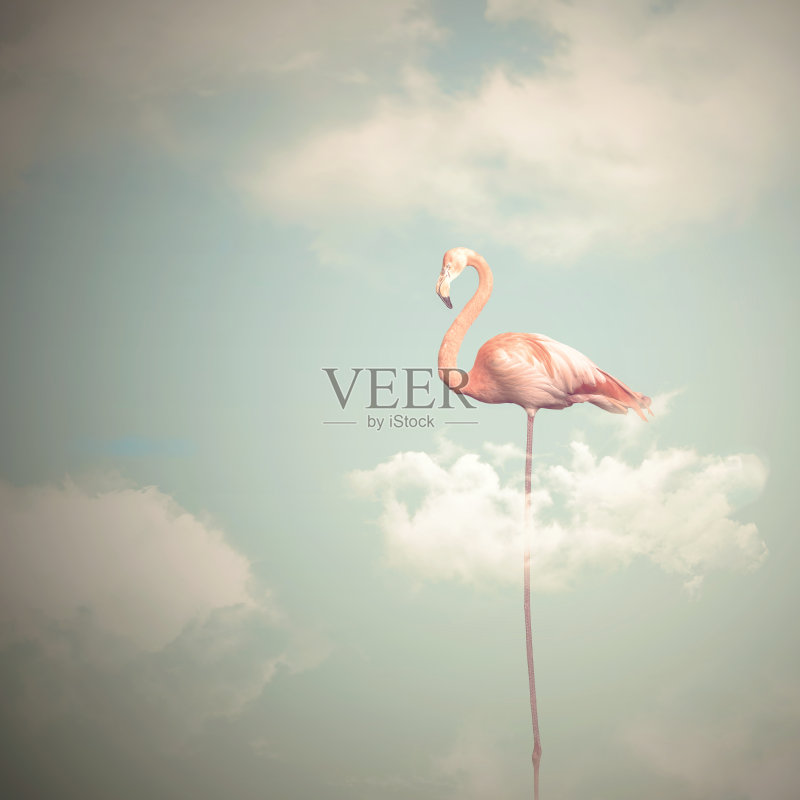 火烈鸟长腿在多云的天空背景正版图片素材