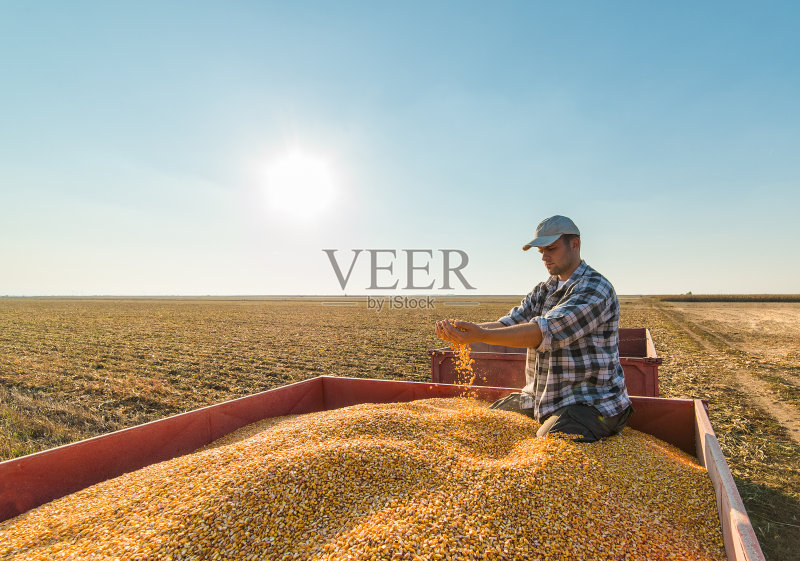 玉米地里的农民正版图片素材