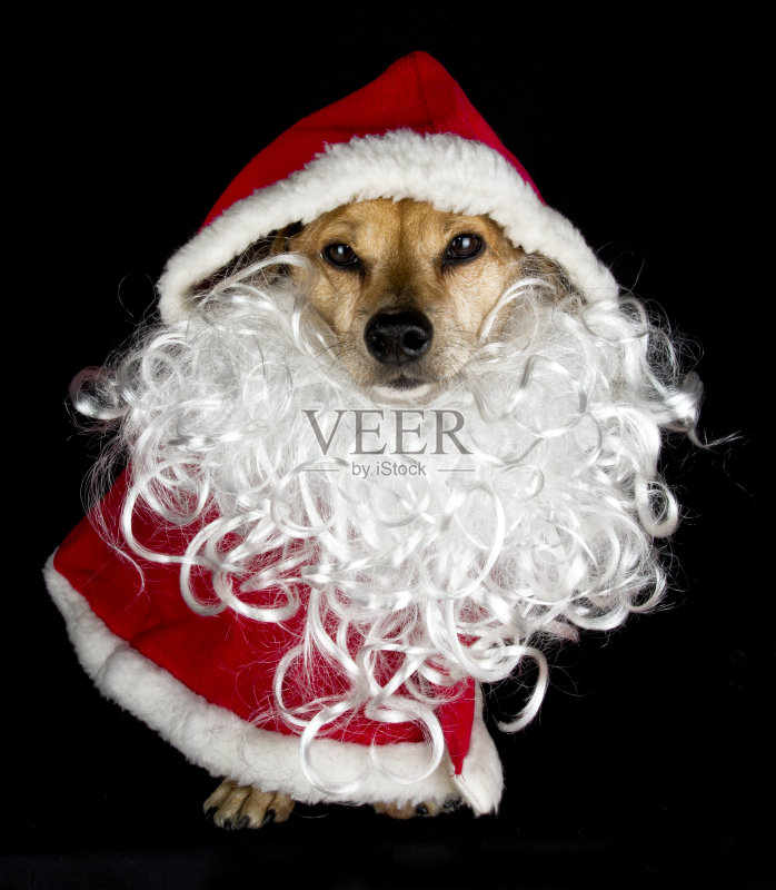 小狗正版图片素材