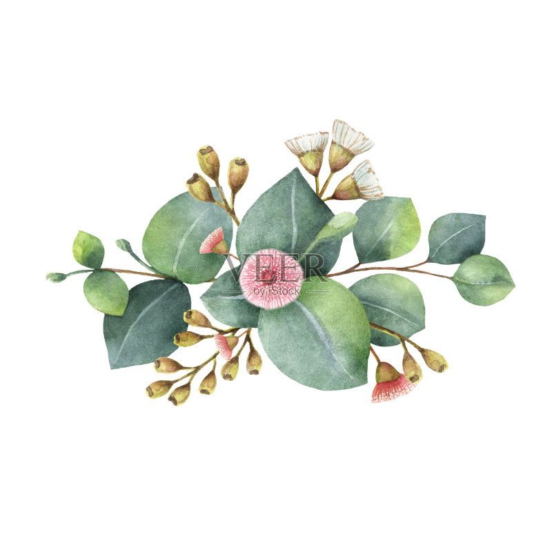 水彩花束与绿色的桉树叶和树枝。正版插画素材