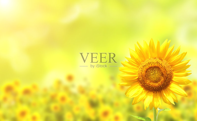 向日葵在模糊的阳光背景正版图片素材