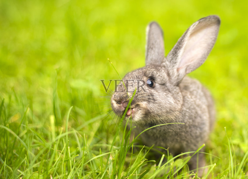 灰兔子在草地特写正版图片素材