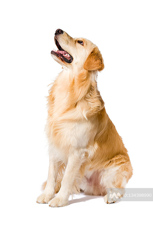 坐着抬头侧视的成年金毛犬照片摄影图片
