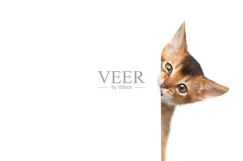 阿比西尼亚猫在孤立的白色背景正版图片素材