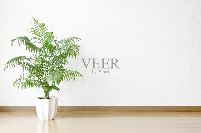 白色的墙壁上有叶子植物。正版图片素材