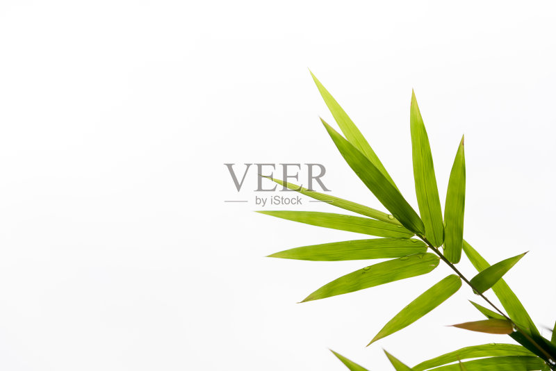 竹叶,孤立在白色背景上,正版图片素材