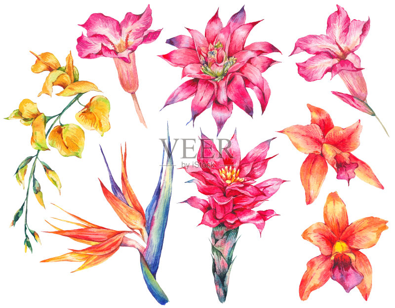 水彩画复古热带植物自然元素正版插画素材
