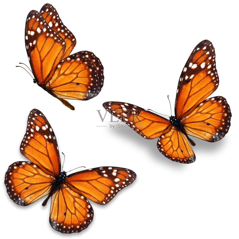 黑脉金斑蝶正版图片素材