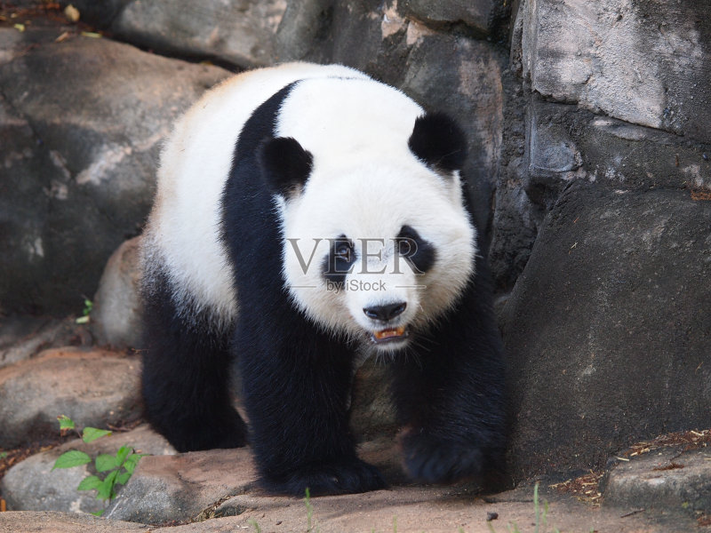 漫无目的地熊猫正版图片素材
