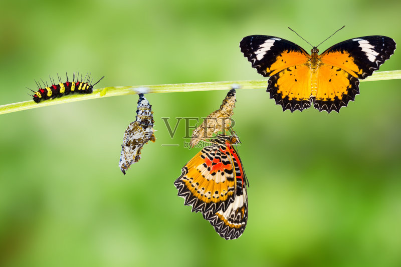 雄性草蛉蝶的生命周期正版图片素材