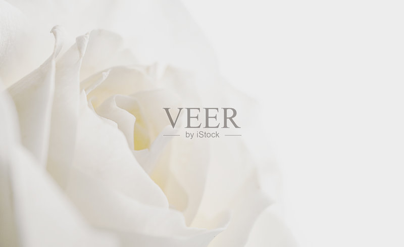 黑色背景上的白玫瑰正版图片素材