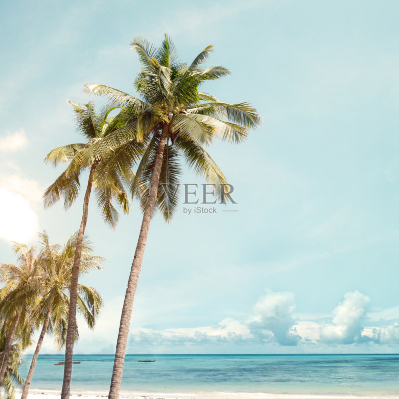 海滩上的椰子树正版图片素材