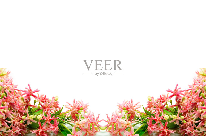 使君子正版图片素材