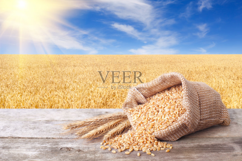 成熟的干小麦正版图片素材