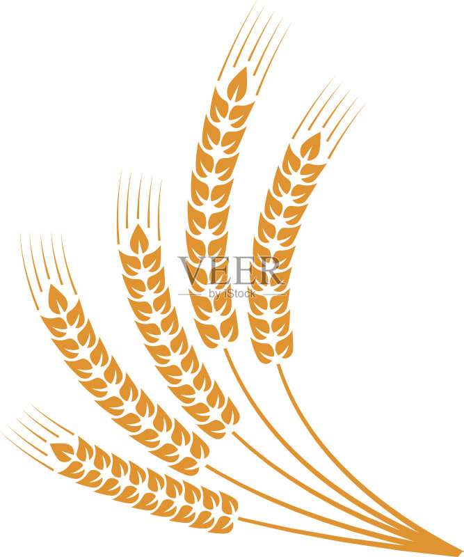 捆小麦正版插画素材