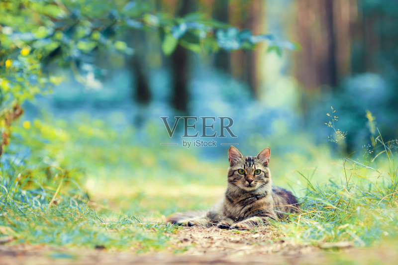 猫躺在森林里正版图片素材