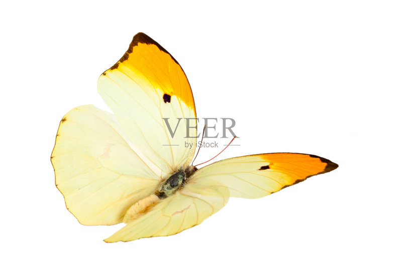 蝴蝶。正版图片素材