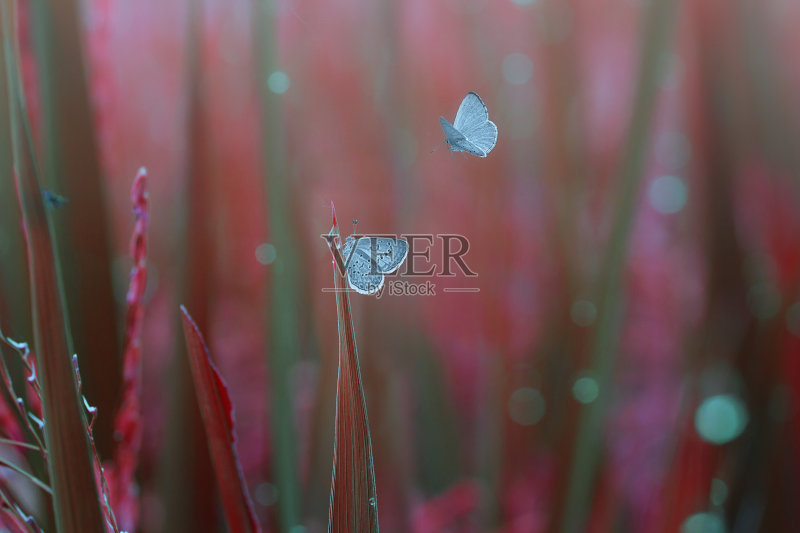 草地上的蝴蝶特写正版图片素材