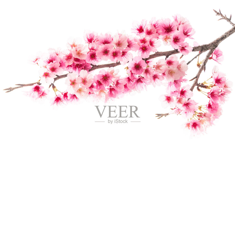 樱花(樱花)正版图片素材