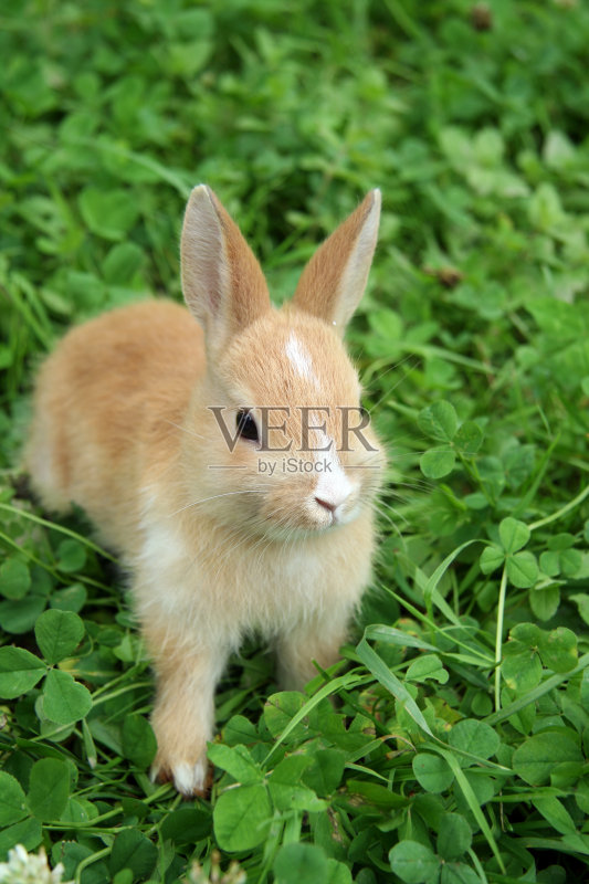 兔子。正版图片素材