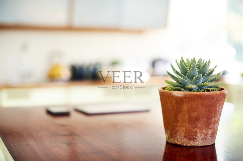 厨房岛的肉质植物特写正版图片素材