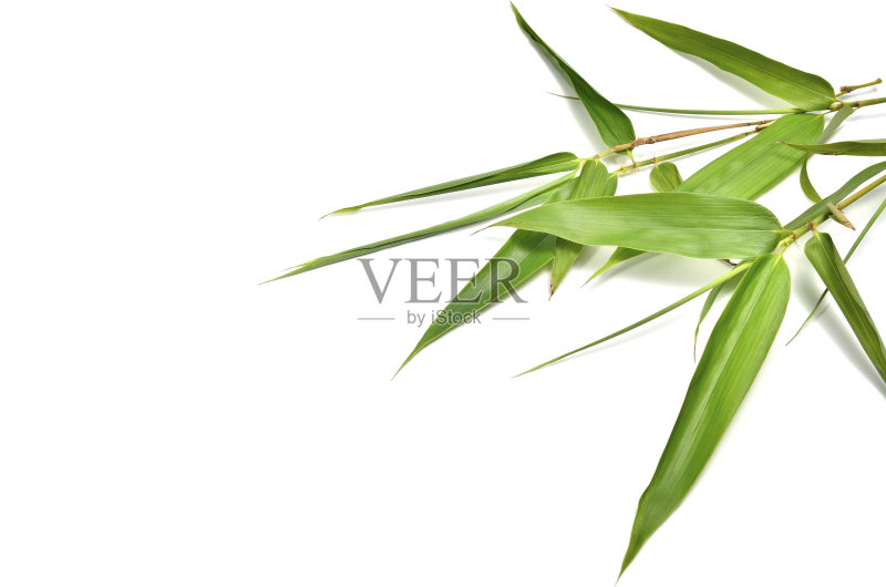 竹——叶正版图片素材