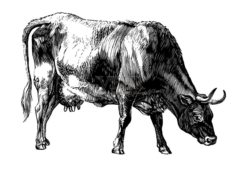 牛|古董动物插图正版插画素材