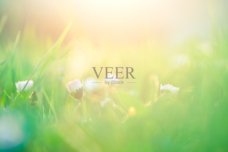 场与阳光正版插画素材