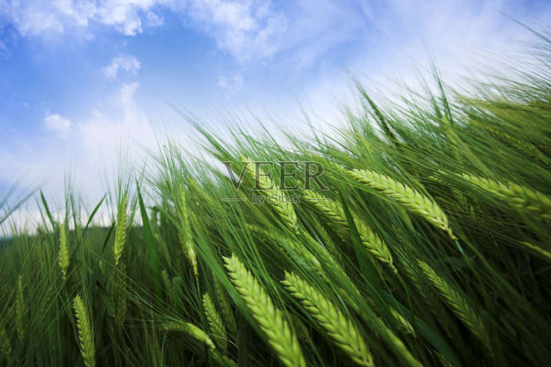 绿色的麦田和多云的天空正版图片素材