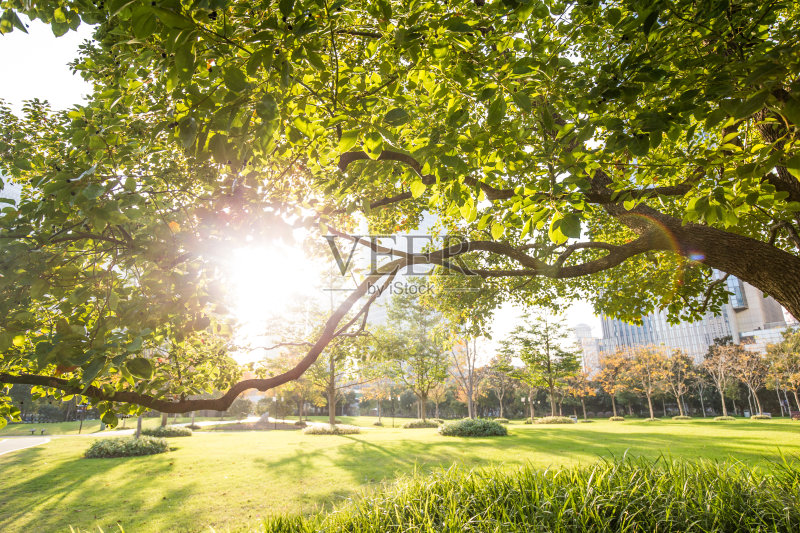 阳光下的树正版图片素材