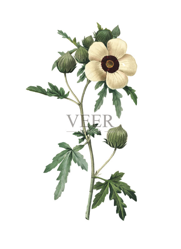 芙蓉花| Redoute花卉插图正版元素素材