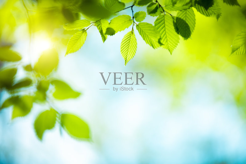 新鲜的绿叶正版图片素材