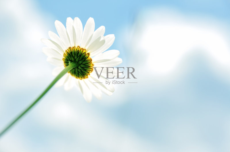 牛眼雏菊花和蓝天正版图片素材